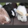 Stuffed animal bunnies on display