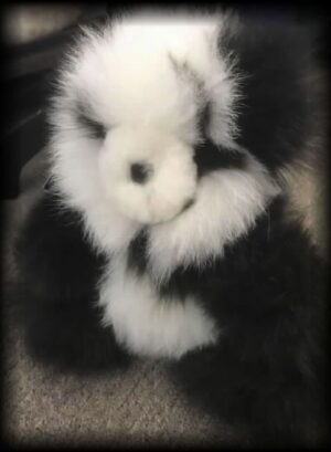 Cute stuffed animal on carpet