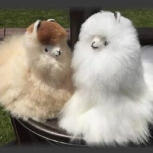 Cute alpaca stuffed animals display