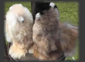 Two furry alpaca toys on display