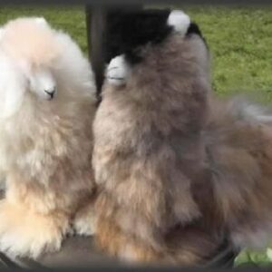 Soft alpaca figures outdoors