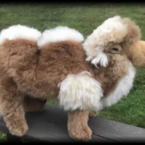 Fluffy camel toy on wooden surface
