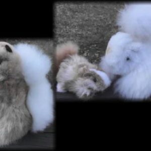 Fluffy stuffed animals on display
