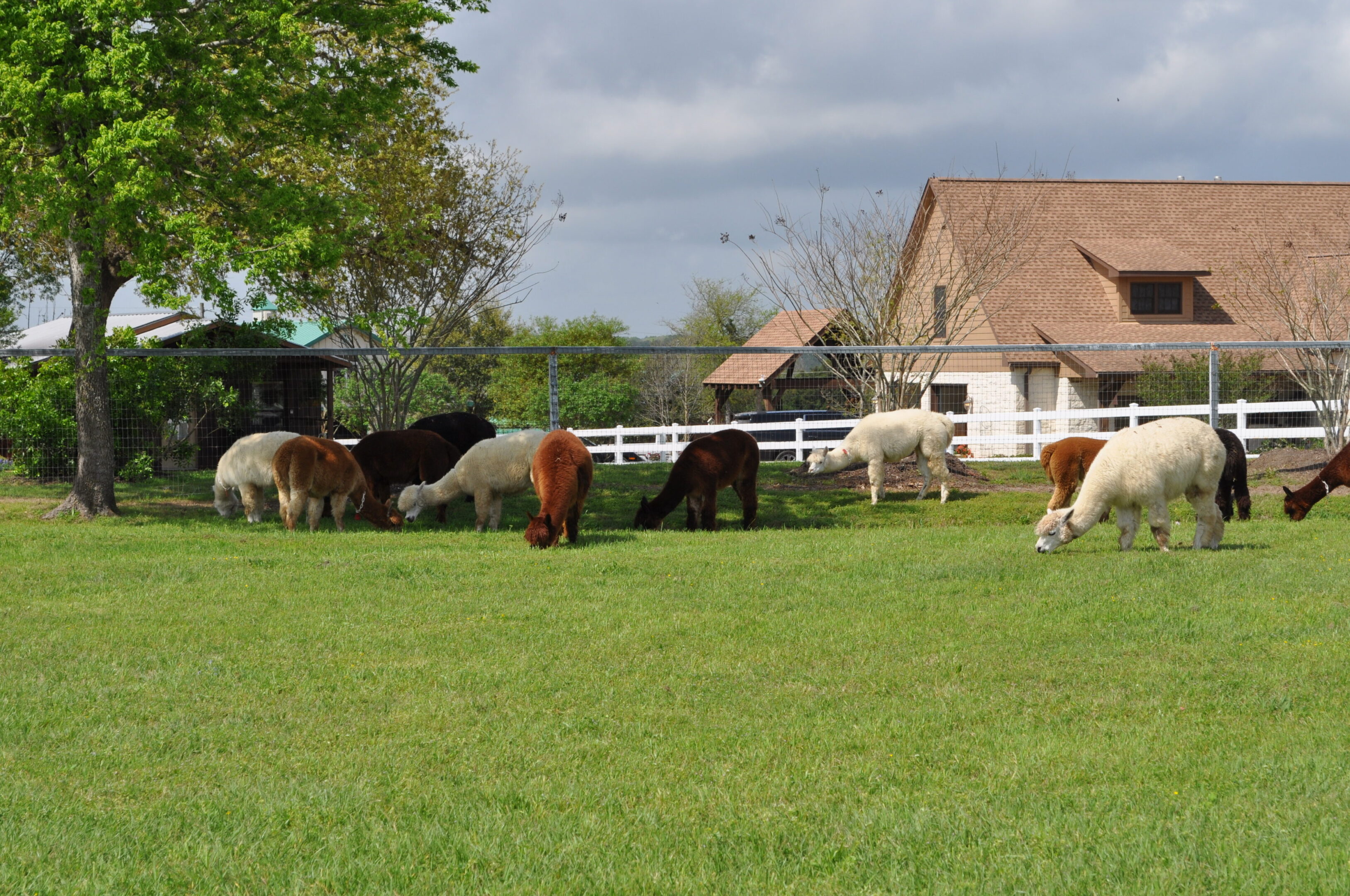 Several horses grazing in a green pasture near farm buildings.