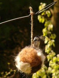 Bird perched on hanging wool ball