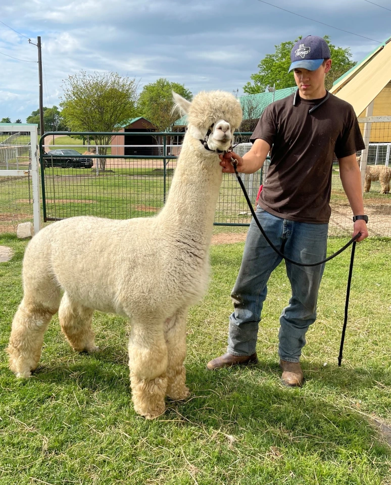 A person holding a fluffy white alpaca in a grassy pen.