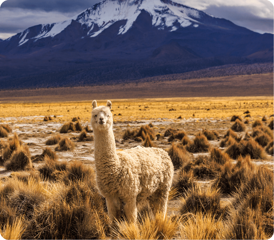 Alpaca with snow-capped mountain backdrop