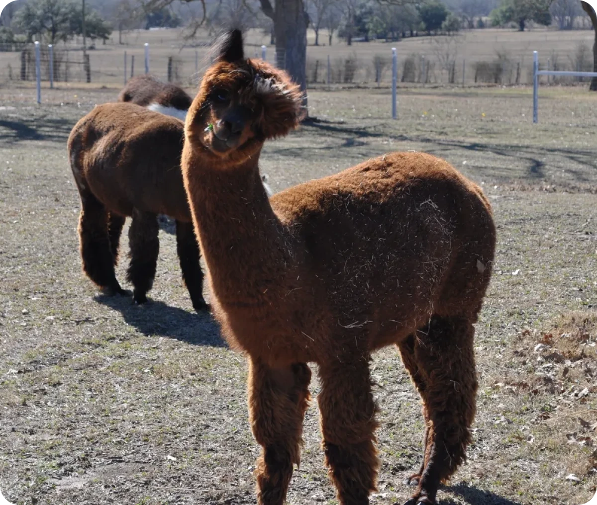 Two alpacas in a sunny pasture