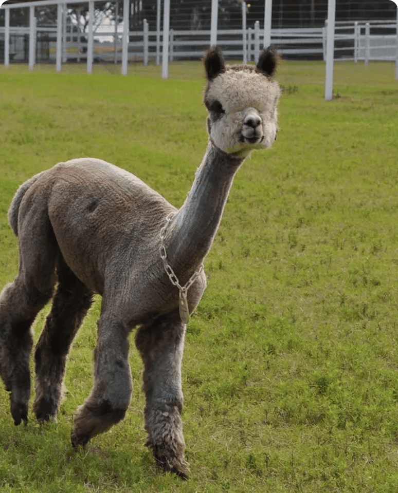 Gray alpaca standing on grassy field