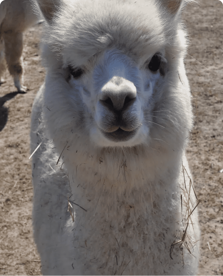 Close-up of a cute llama face