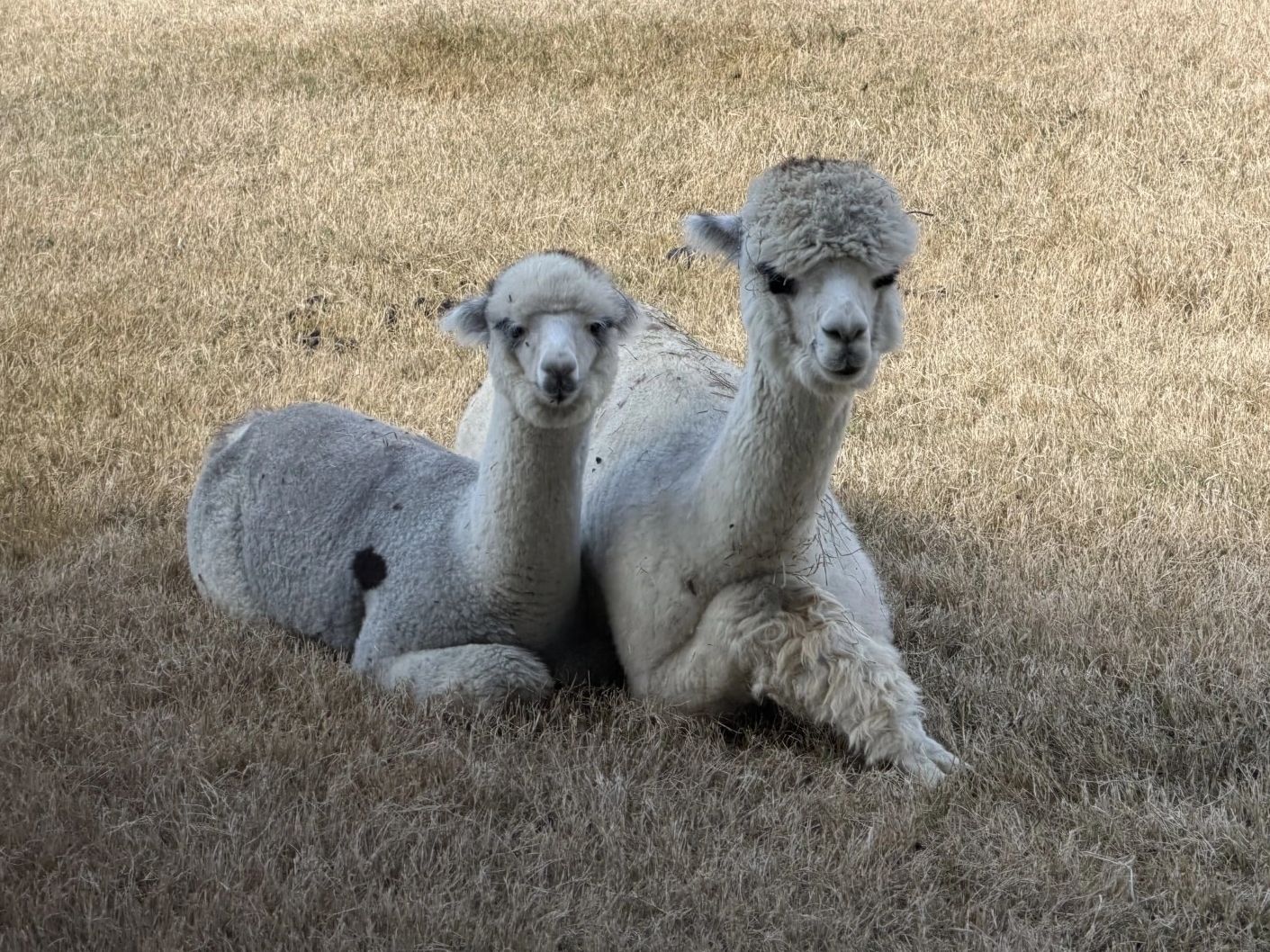 Alpaca duo lounging outdoors