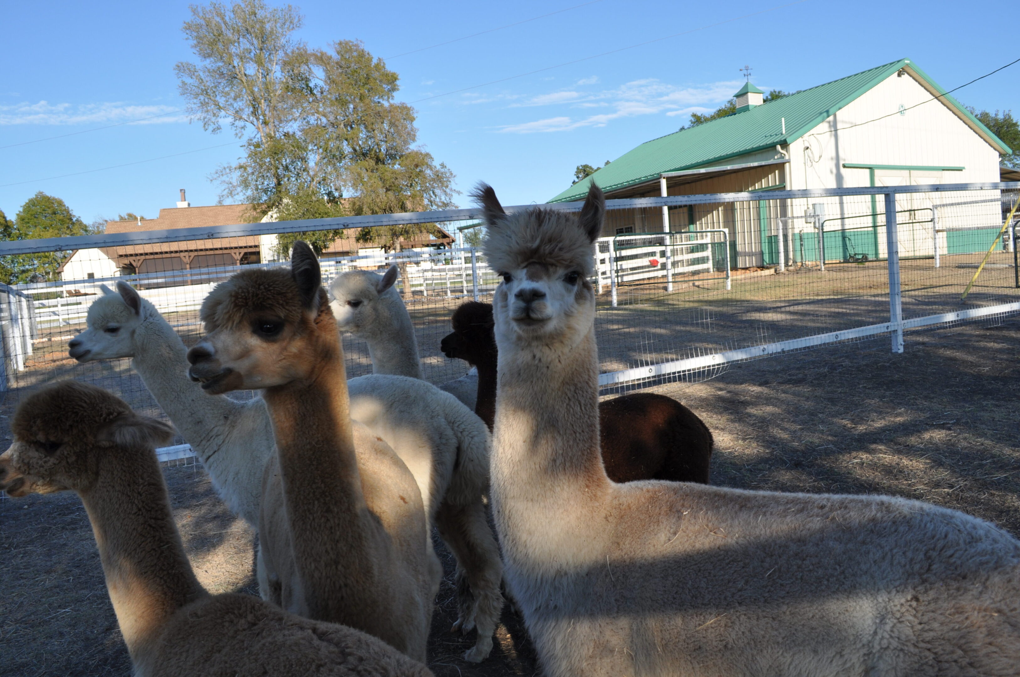 Three alpacas standing close together outdoors on a sunny day.