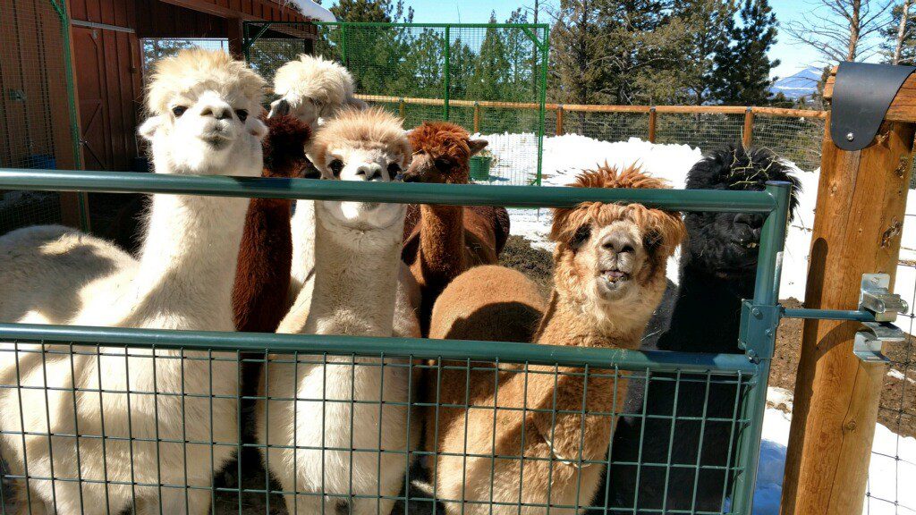 A group of alpacas standing behind a green metal fence outdoors.