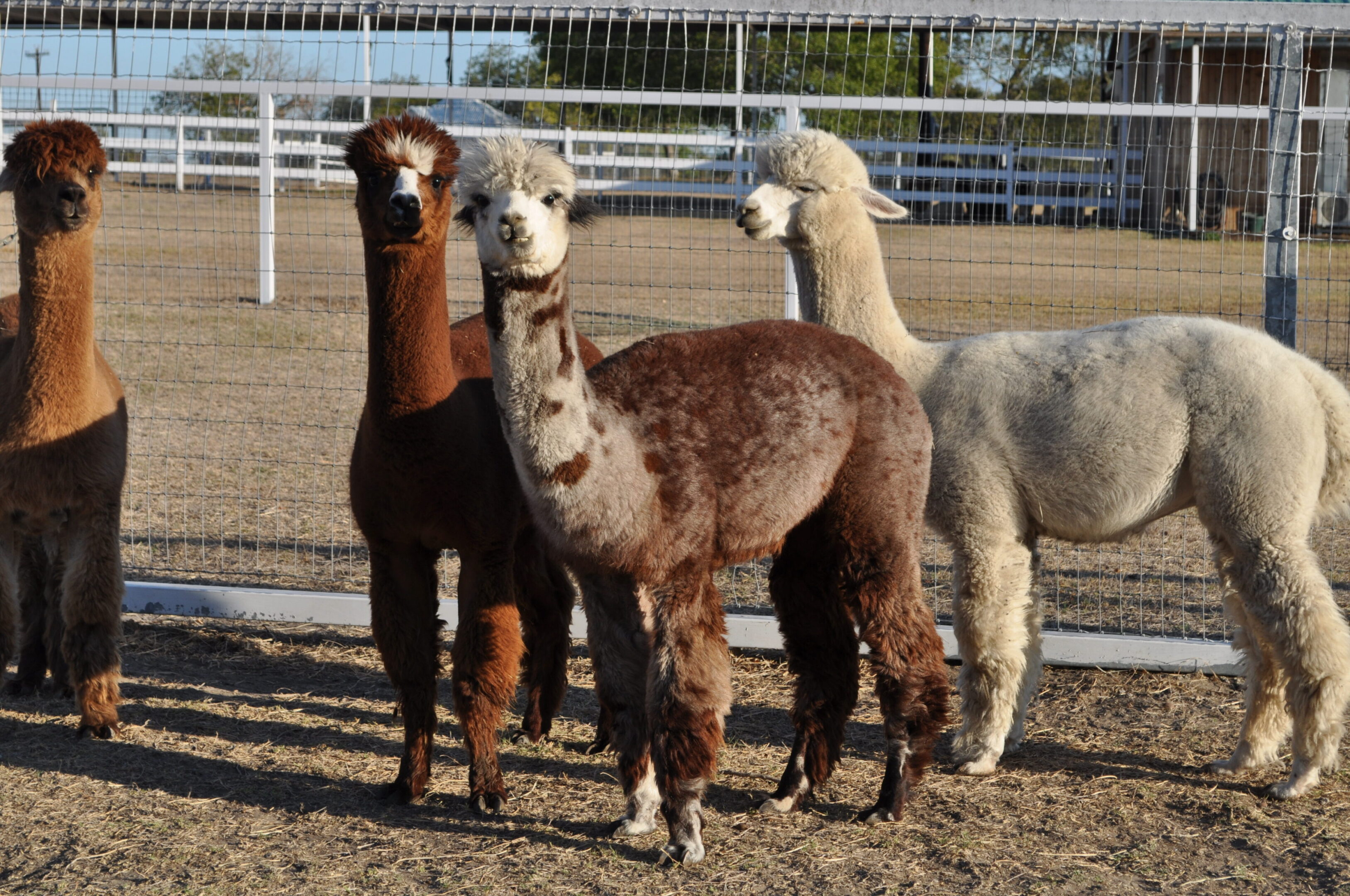 Four alpacas standing together in a fenced area.