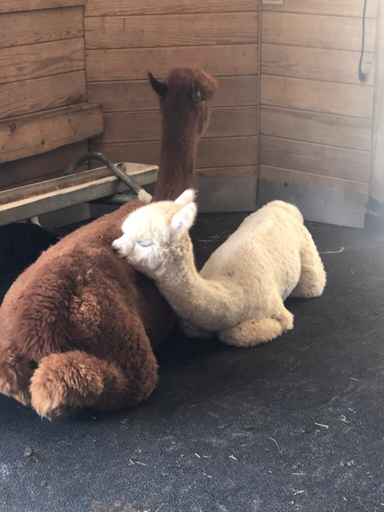 Four colorful plush alpaca toys lined up against a white background.