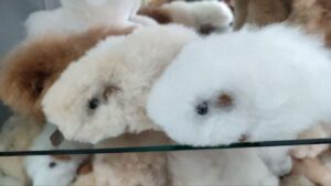 Close-up of fluffy animal paws with soft fur.